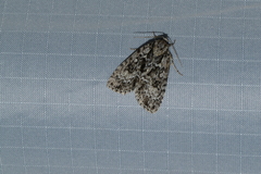 Acronicta fragilis