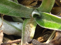 Tephroseris kirilowii