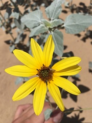 Helianthus niveus tephrodes