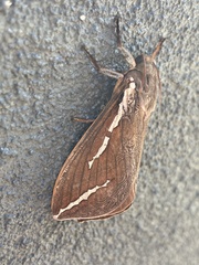 Abantiades labyrinthicus