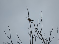 Turdus migratorius