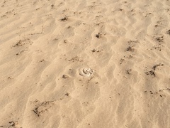 Crotalus cerastes laterorepens