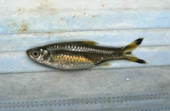 Rasbora trilineata