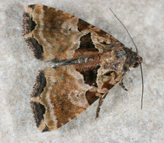 Cobubatha metaspilaris