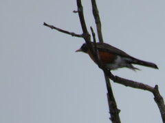 Turdus migratorius