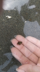 Pagurus hirsutiusculus