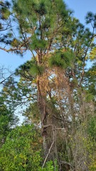 Pinus elliottii