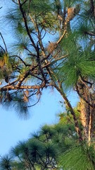 Pinus elliottii