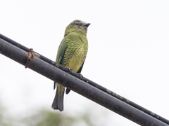 Tersina viridis