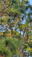 Pinus elliottii