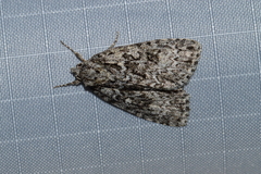 Acronicta fragilis