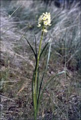 Melanthieae