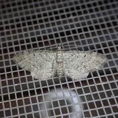 Eupithecia swettii