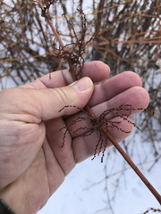 Reynoutria japonica