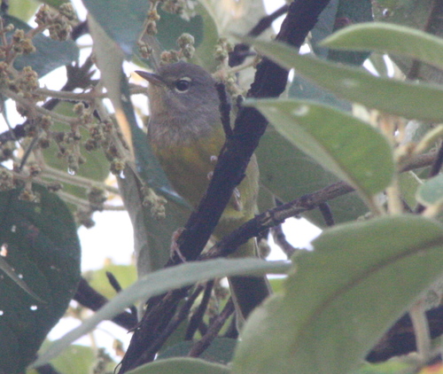 Geothlypis tolmiei
