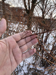 Reynoutria japonica