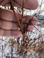 Reynoutria japonica