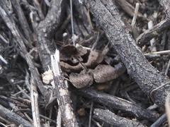 Euclidia ardita