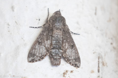 Cautethia spuria