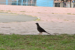 Turdus fuscater
