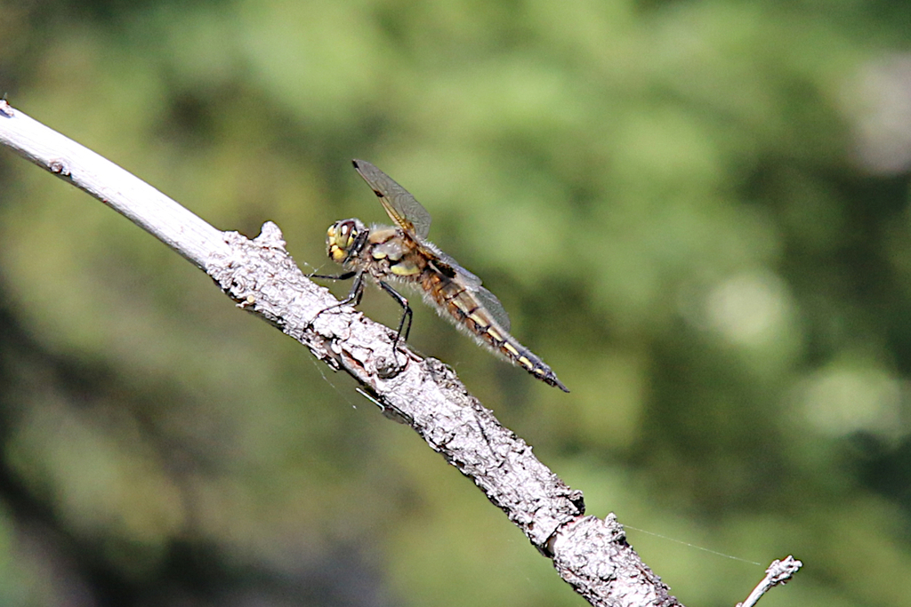 Fourspotted Skimmer from Cave and Basin National Historic Site, 311