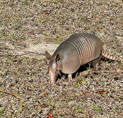Dasypus novemcinctus image