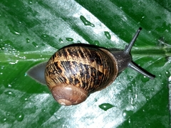 Cornu aspersum