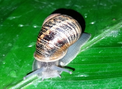 Cornu aspersum