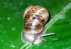 Cornu aspersum