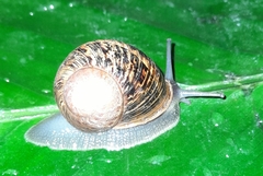 Cornu aspersum