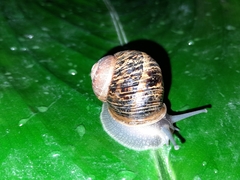 Cornu aspersum