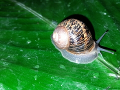 Cornu aspersum