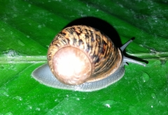 Cornu aspersum