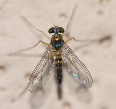 Amblypsilopus variegatus