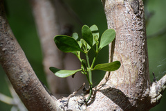 Phoradendron rubrum image