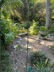 Chamaedorea oreophila