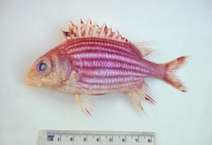 Sargocentron microstoma