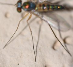 Amblypsilopus variegatus