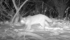 Prionailurus bengalensis