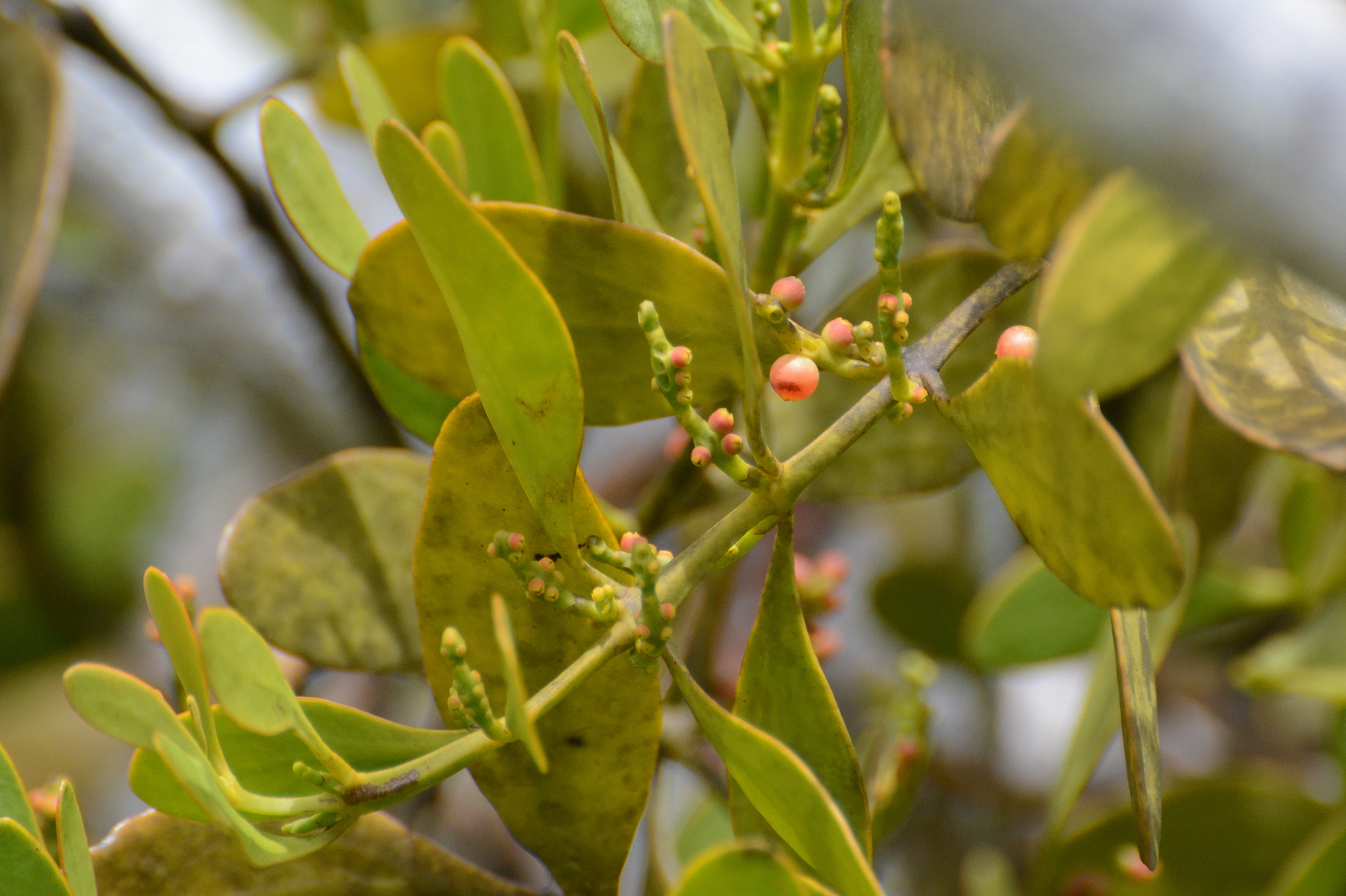 Phoradendron rubrum