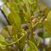 Mahogany Mistletoe - Photo (c) David Jeffrey Ringer, some rights reserved (CC BY-NC), uploaded by David Jeffrey Ringer