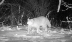 Prionailurus bengalensis