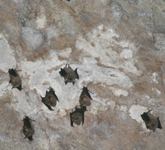 Hipposideros armiger