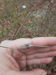 Neolasioptera lathami