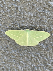 Chlorocoma stereota