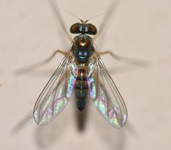 Amblypsilopus variegatus