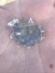 Plicatula gibbosa