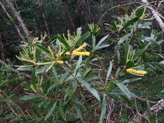 Acacia spirorbis