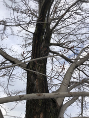 Acer saccharinum