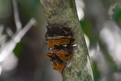 Phylloporia